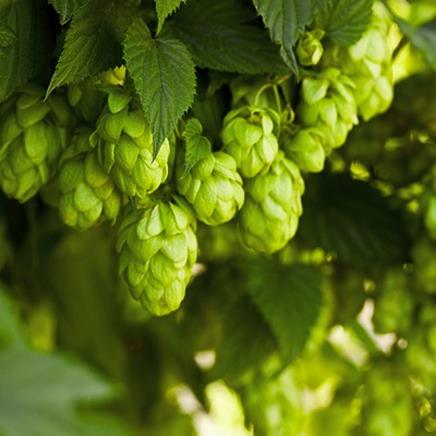 Natural active Hop